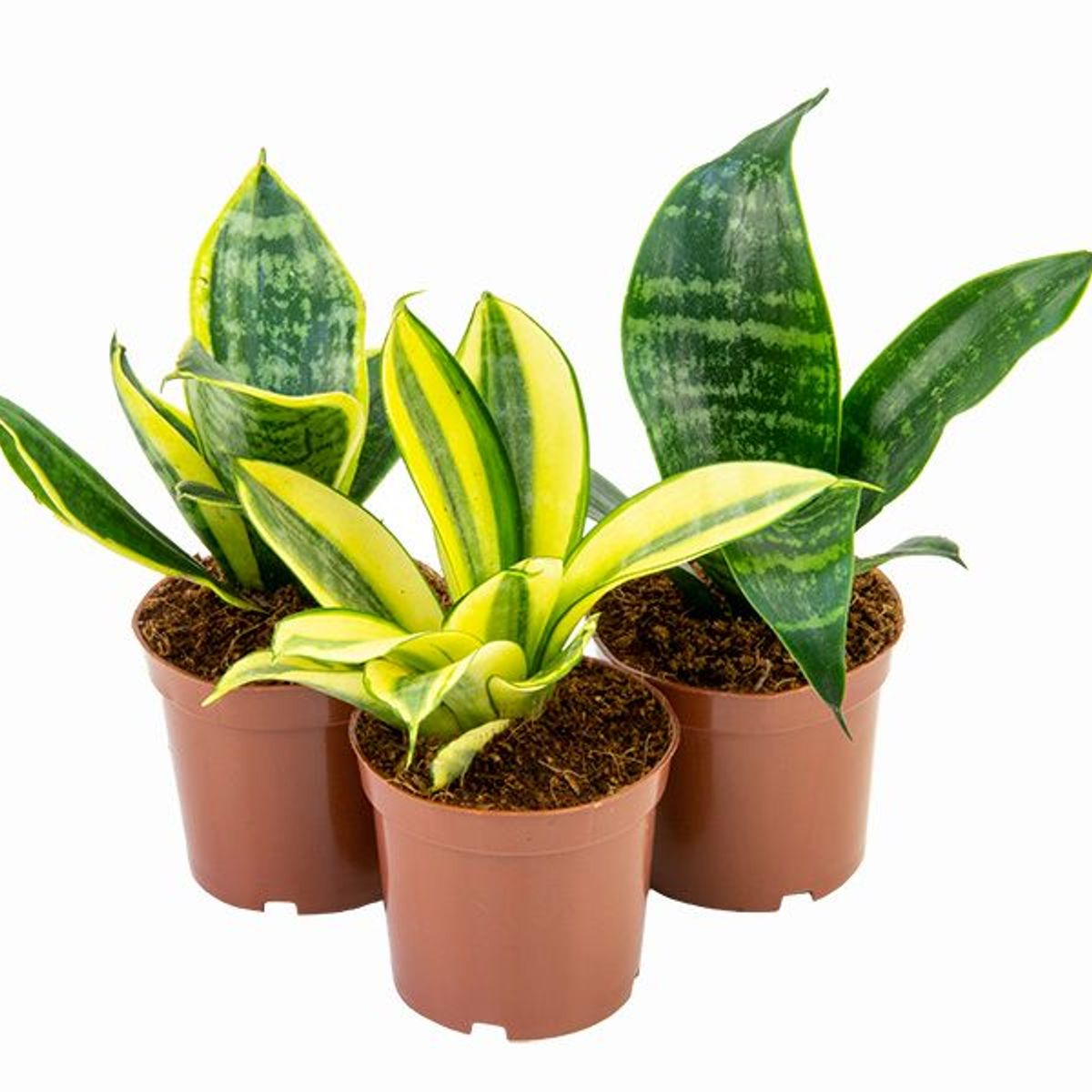 Sansevieria mini mix Pote 06, marca  - Foto Principal