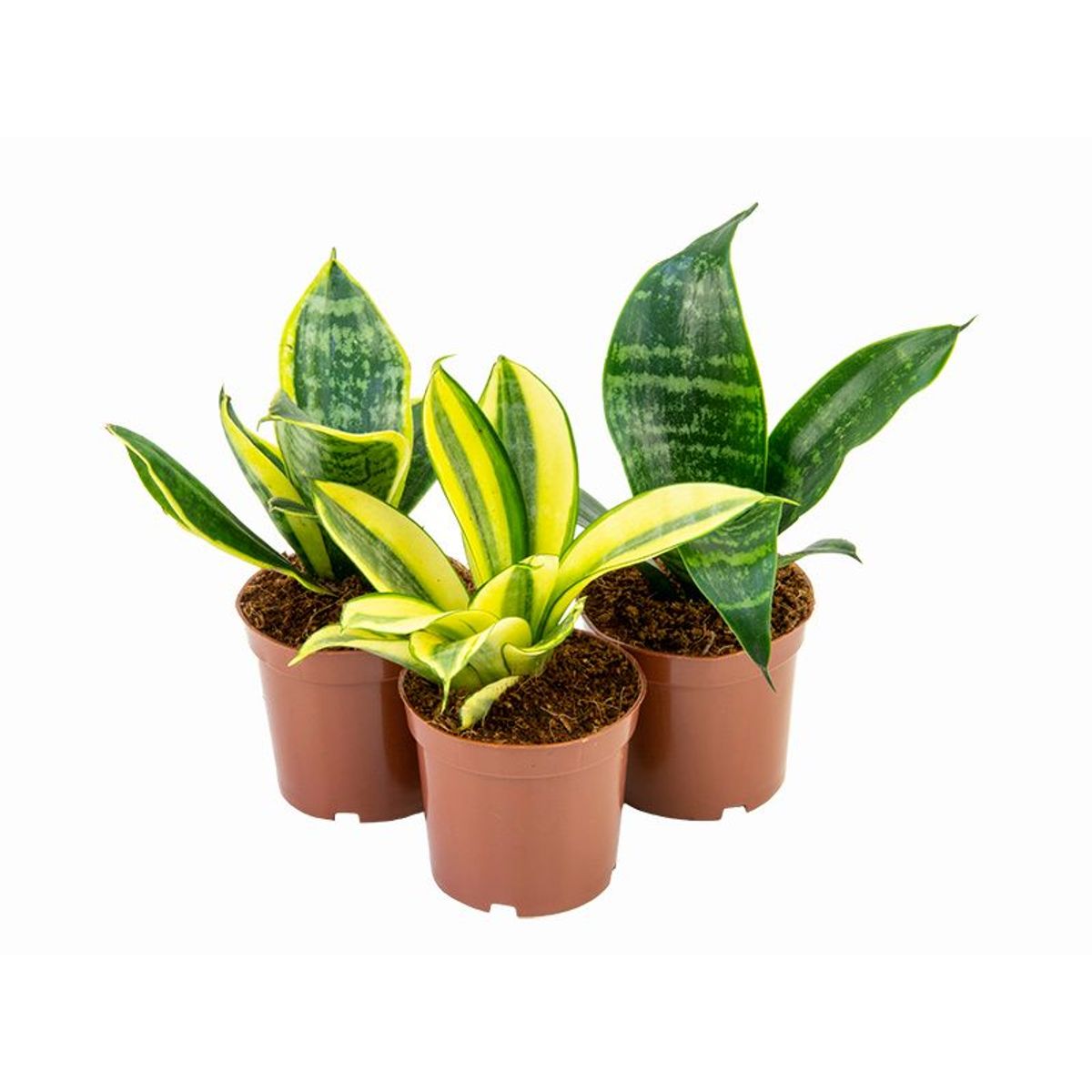 Sansevieria mini mix Pote 06, marca  - Foto Principal