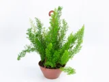 Aspargo Alfinete Cuia 21