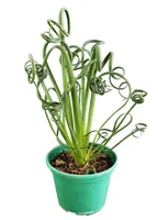 Planta do deserto Bloem Afrika Pote 14