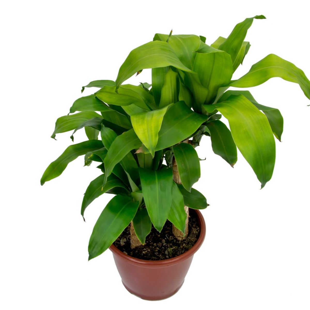 Dracena Massageana Pote 24, marca  - Foto Principal
