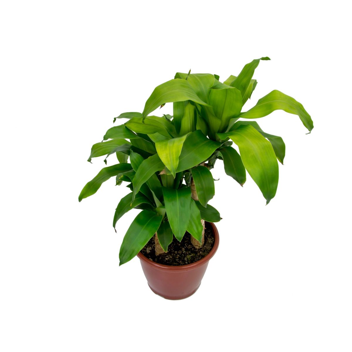 Dracena Massageana Pote 24, marca  - Foto Principal