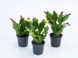 Flor de Maio Pote 06 Sortida Planta Natural