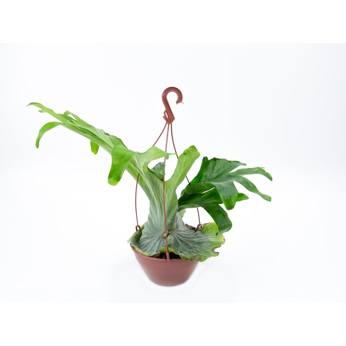 Platycerium Cuia 21, marca  - Foto Principal