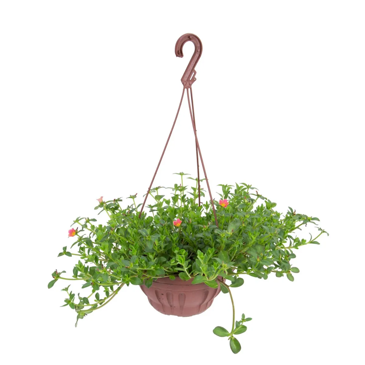 Portulaca C21, marca  - Foto Principal