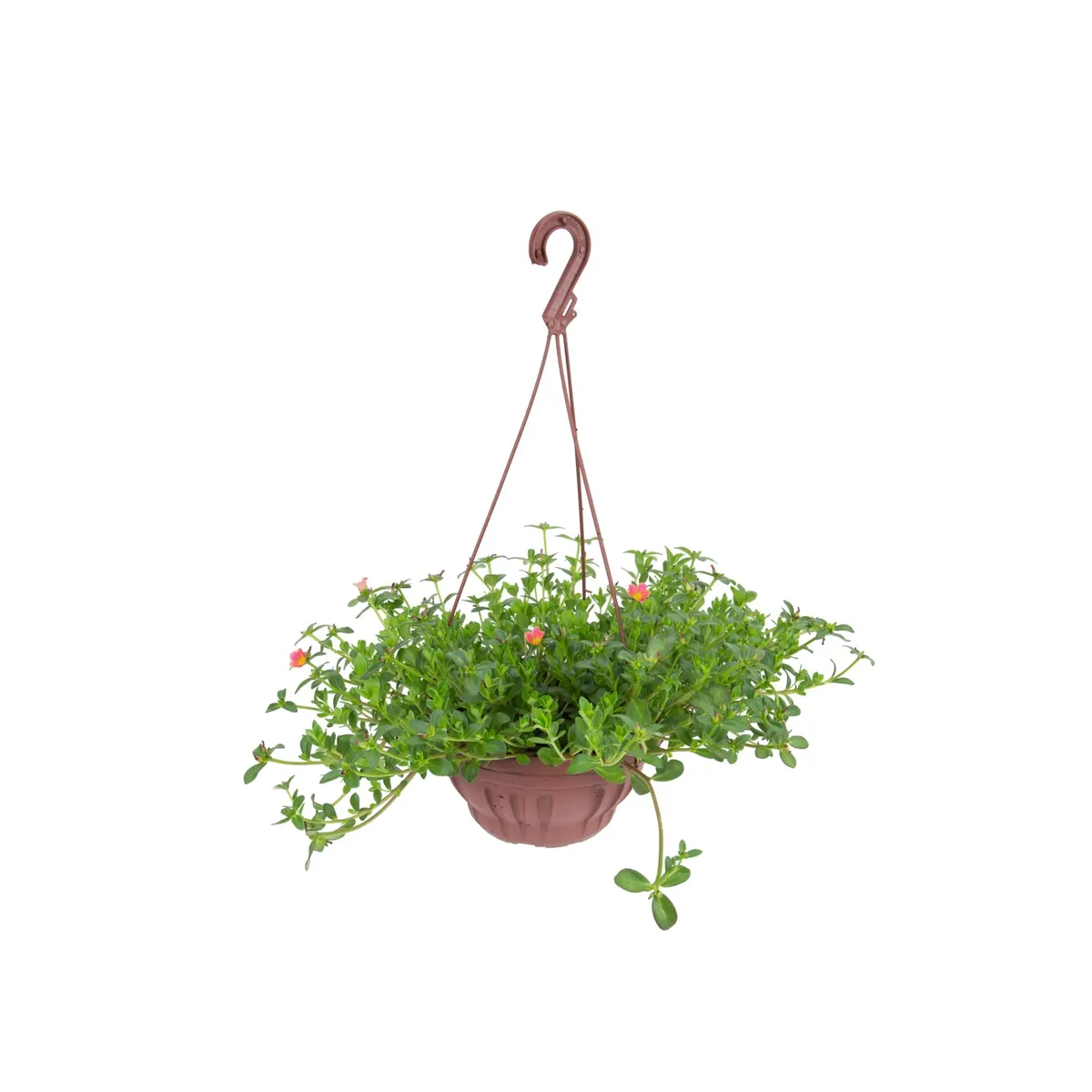 Portulaca C21, marca  - Foto Principal