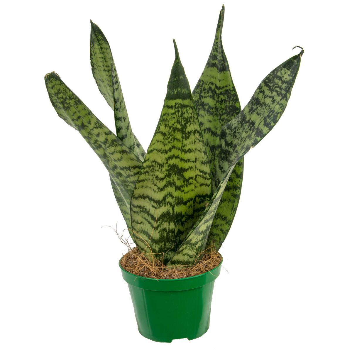 Sansevieria Coroa Dinamarquesa Pote 15, marca  - Foto Principal