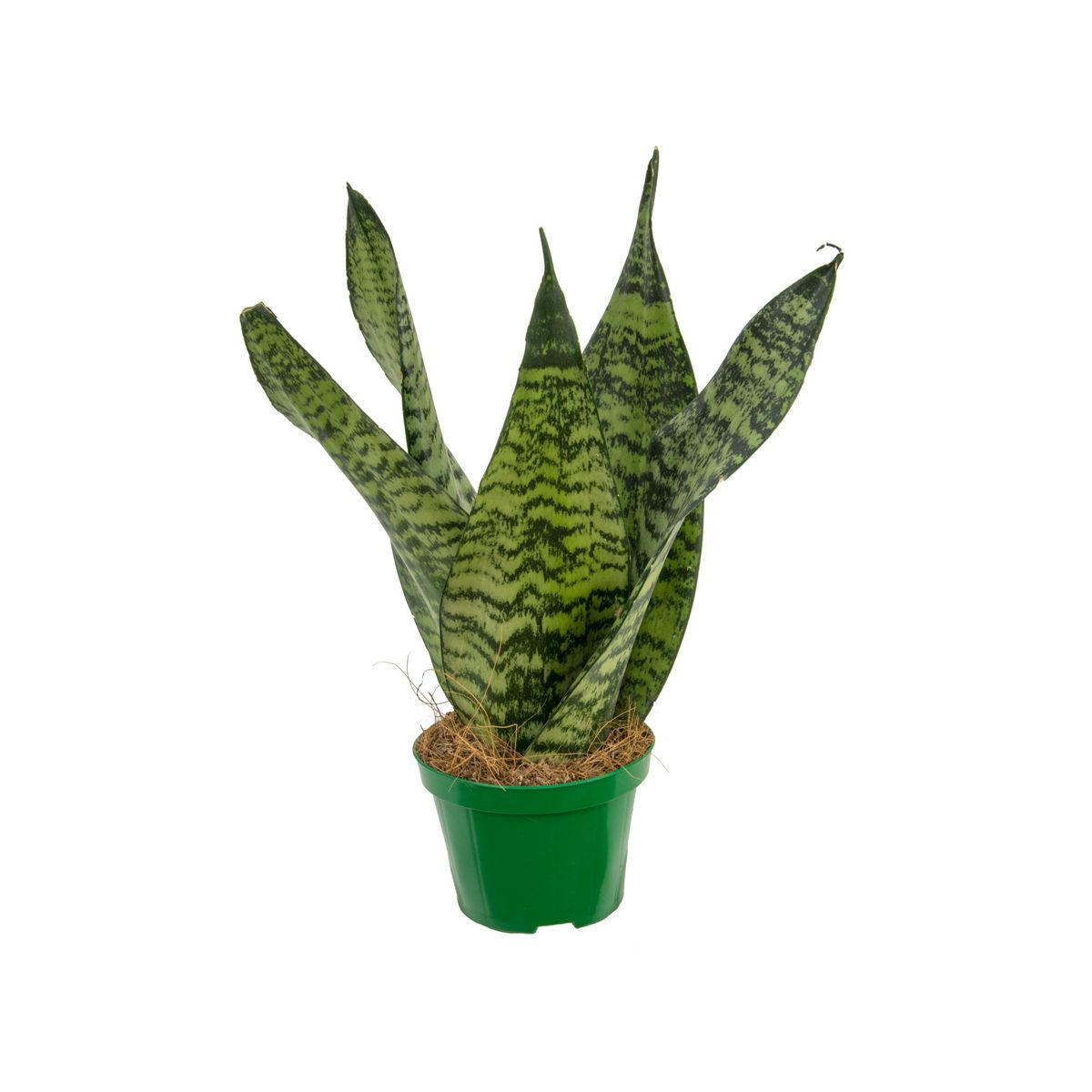 Sansevieria Coroa Dinamarquesa Pote 15, marca  - Foto Principal