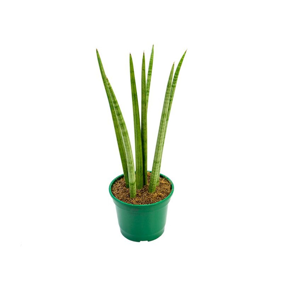 Sansevieria Japonesa New Way Pote 12, marca  - Foto Principal