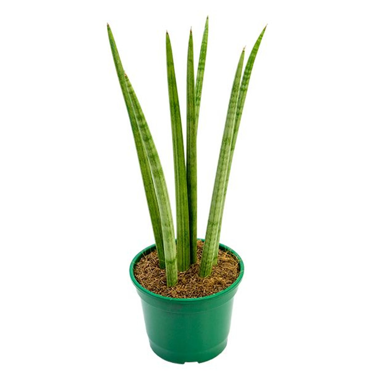 Sansevieria Japonesa New Way Pote 12 | Sodimac