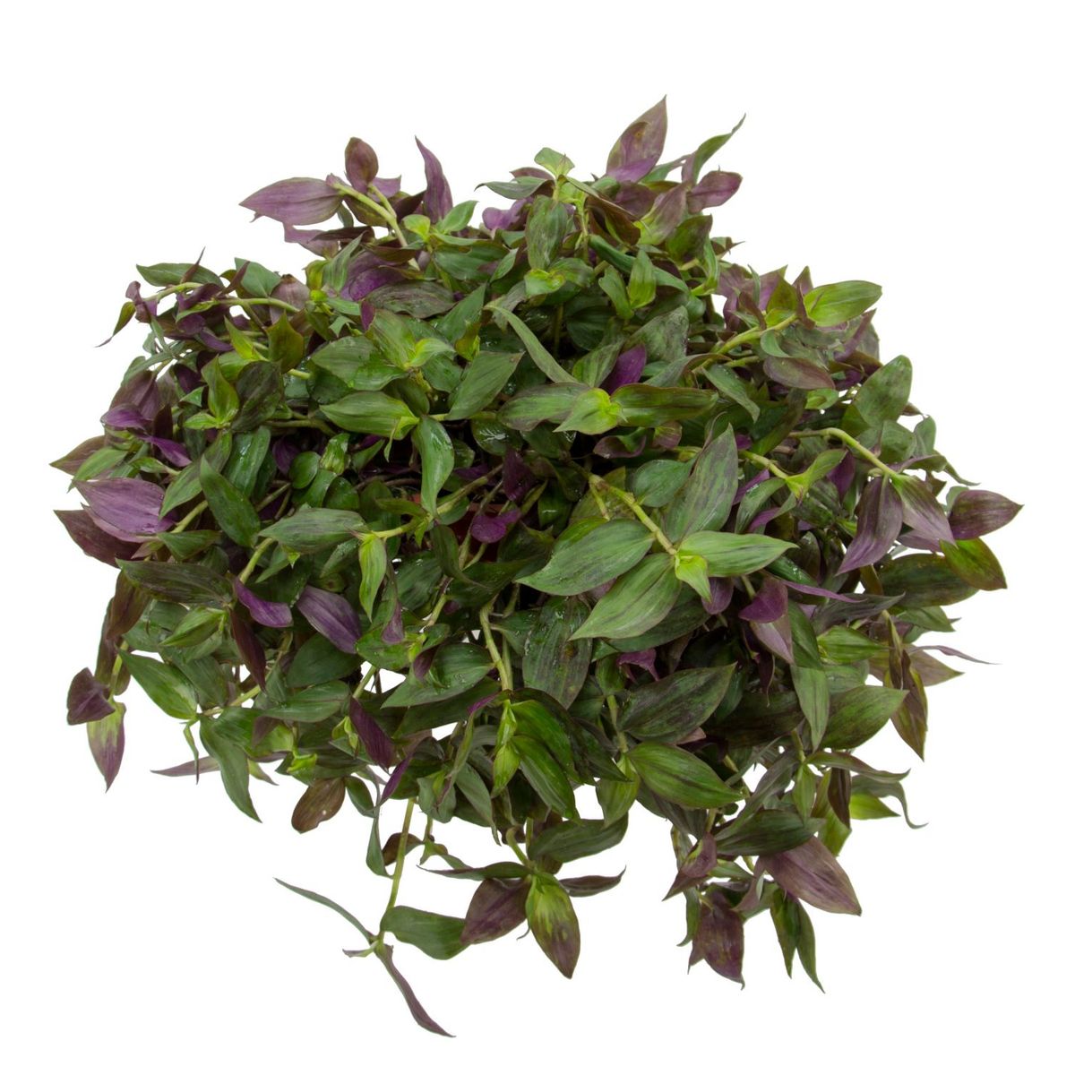 Tradescantia zebrina Cuia 21, marca  - Foto Principal