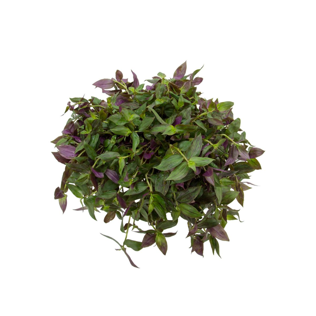 Tradescantia zebrina Cuia 21, marca  - Foto Principal