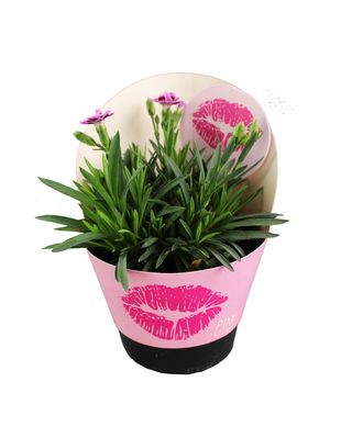 Diantus Kiss Pote 11
