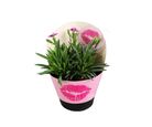 Diantus Kiss Pote 11