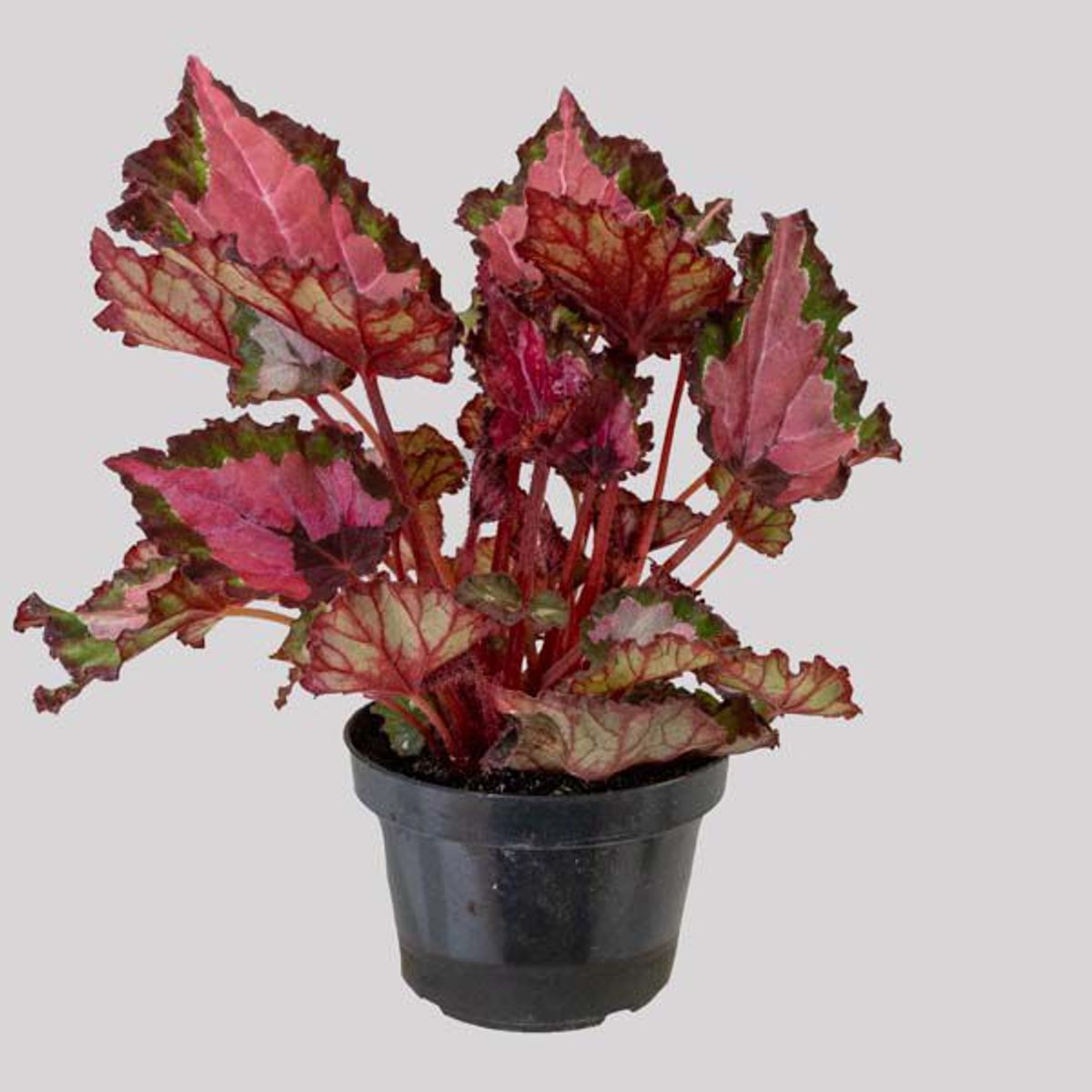 Begonia Beleaf Pote 11, marca  - Foto 2