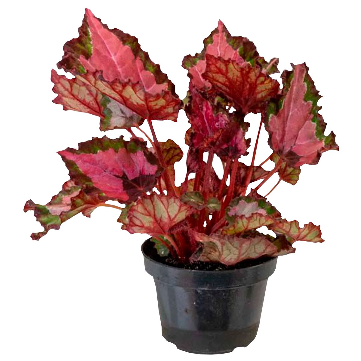 Begonia Beleaf Pote 11, marca  - Foto Principal