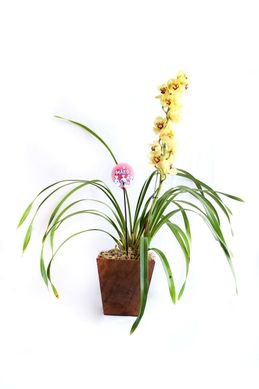 Orqudea Cymbidum Mix