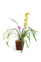 Orquídea Cymbidum Mix