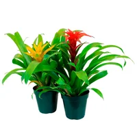 Bromélia Variada Pote 12