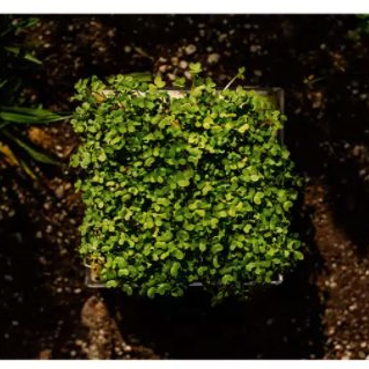 Refil Kit Brotos Couve Yeswegrow, marca Yes We Grow - Foto 2