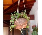 Vaso Pendente Fibra de Coco Parede Médio 12x10x12cm Coquim