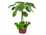 Pilea Peperomioides Pote 11