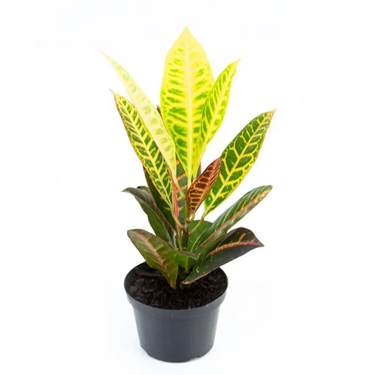 Croton Híbrido Petra Pote 11, marca  - Foto Principal