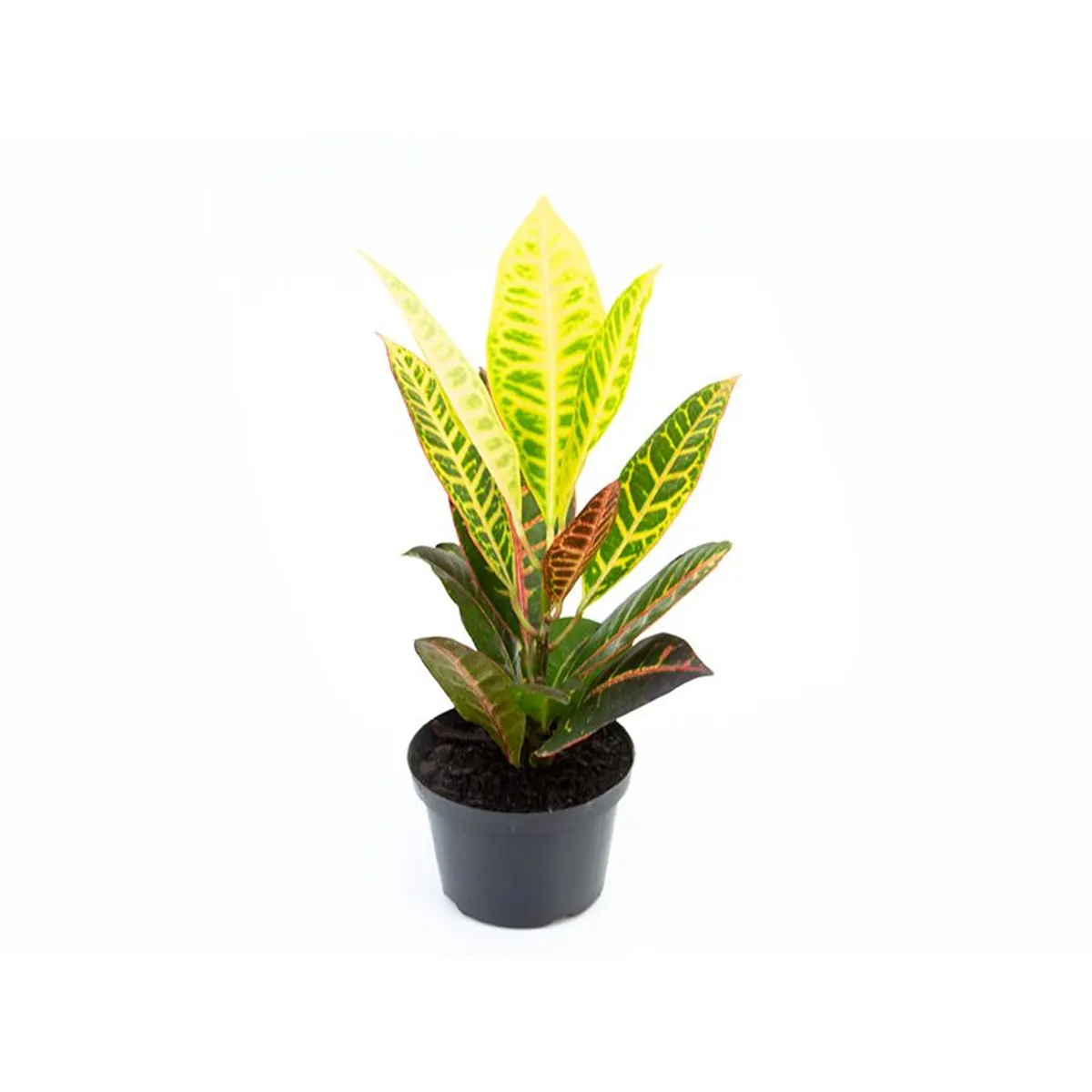 Croton Híbrido Petra Pote 11, marca  - Foto Principal