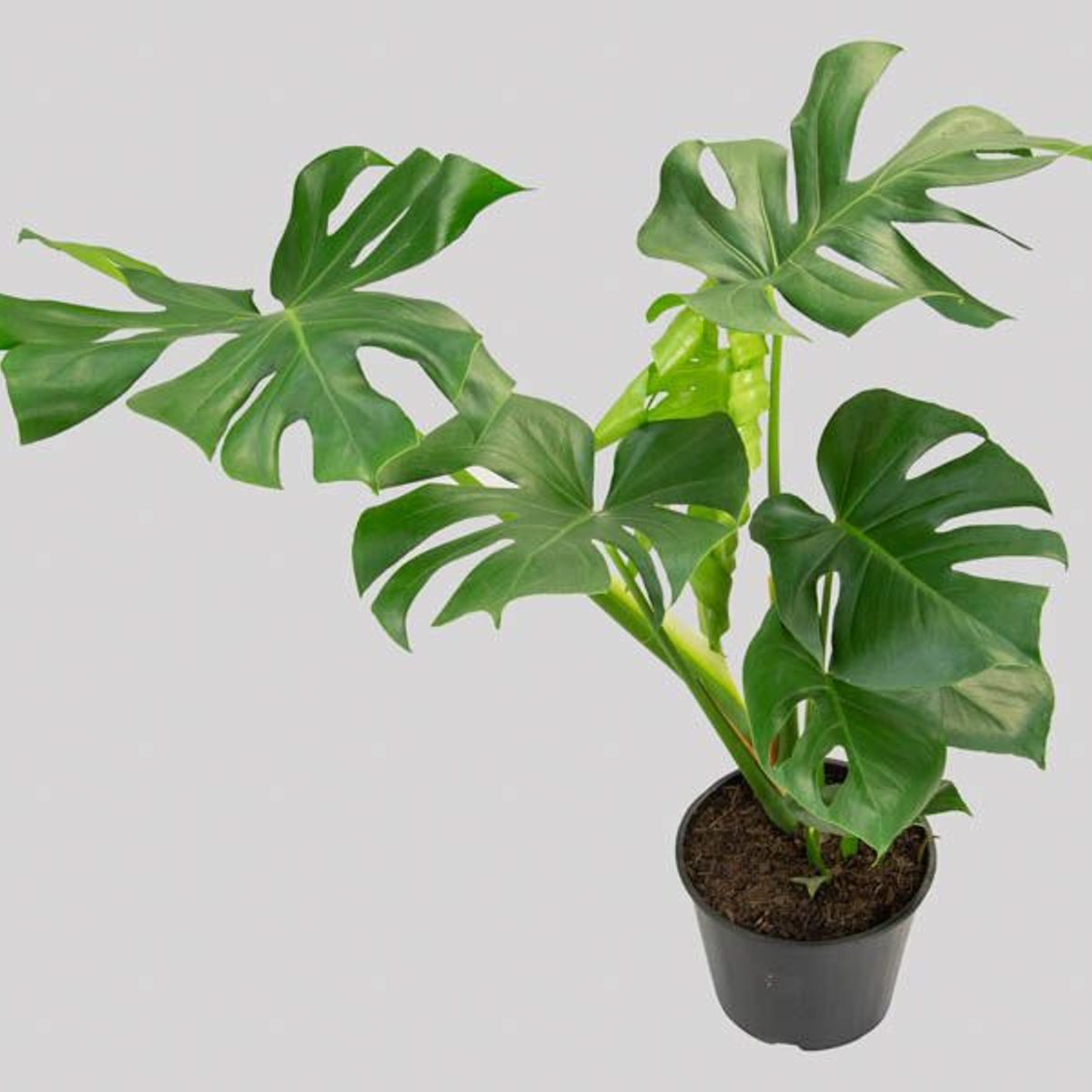 Monstera Deliciosa Pote 24, marca  - Foto 2