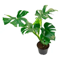 Monstera Deliciosa Pote 24