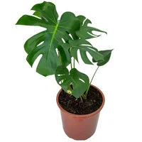 Monstera Deliciosa Pote 30