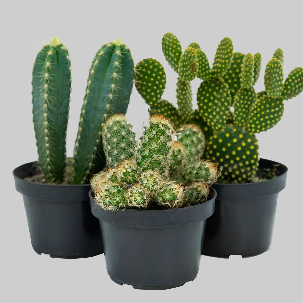 Cactus variado Pote 11, marca  - Foto 2