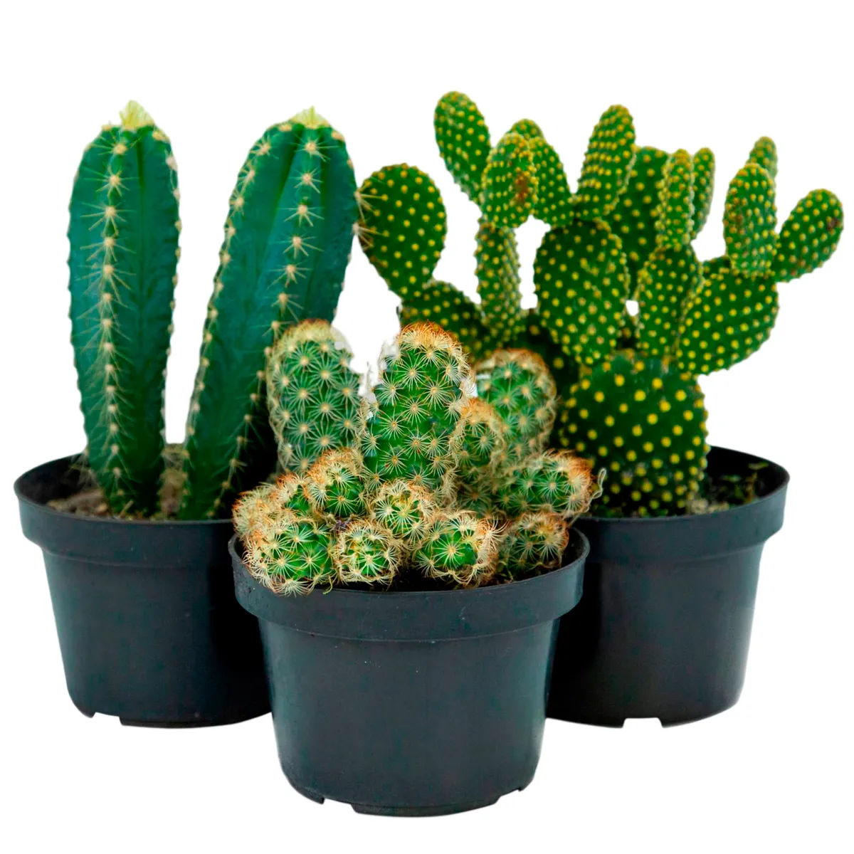 Cactus variado Pote 11, marca  - Foto Principal