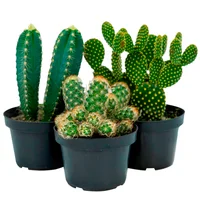 Cactus variado Pote 11