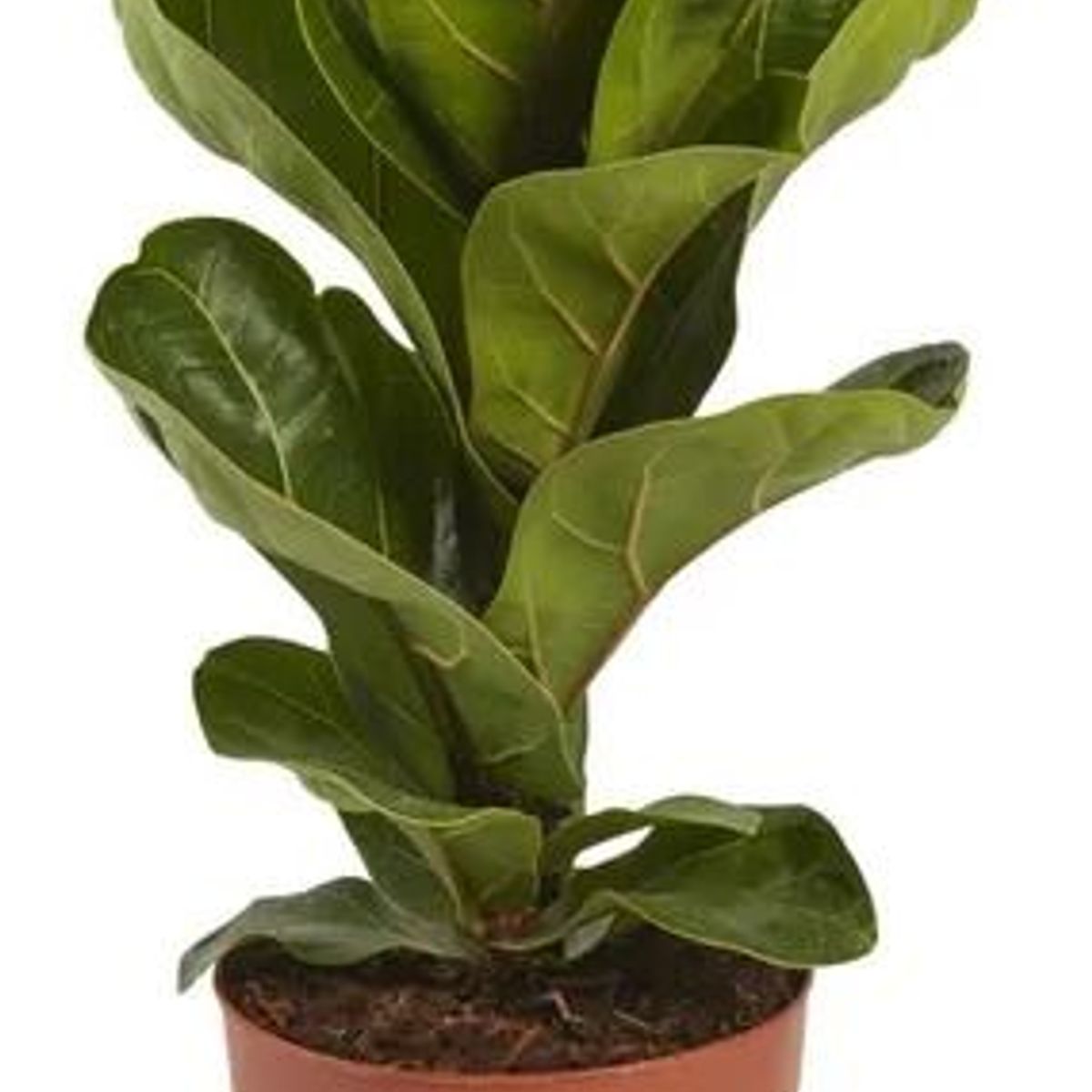 Ficus Lyrata Pote 17, marca  - Foto Principal