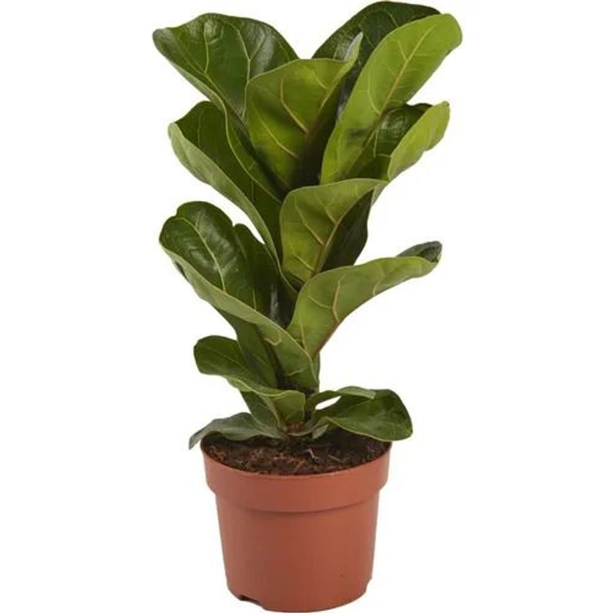 Ficus Lyrata Pote 17, marca  - Foto Principal