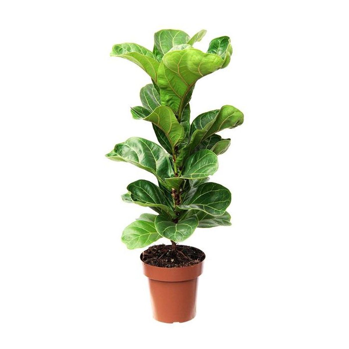 Ficus Lyrata Pote 17, marca  - Foto 2