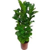 Ficus Lyrata Pote 24