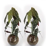 Kit com 2 Unidades Begonia Maculata Pote 15