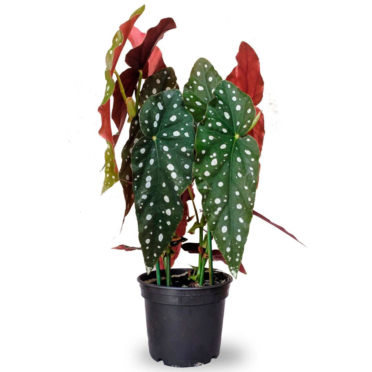 Begônia Maculata Pote 15, marca  - Foto Principal