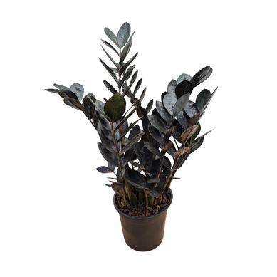 Planta Zamioculcas Black Pote17