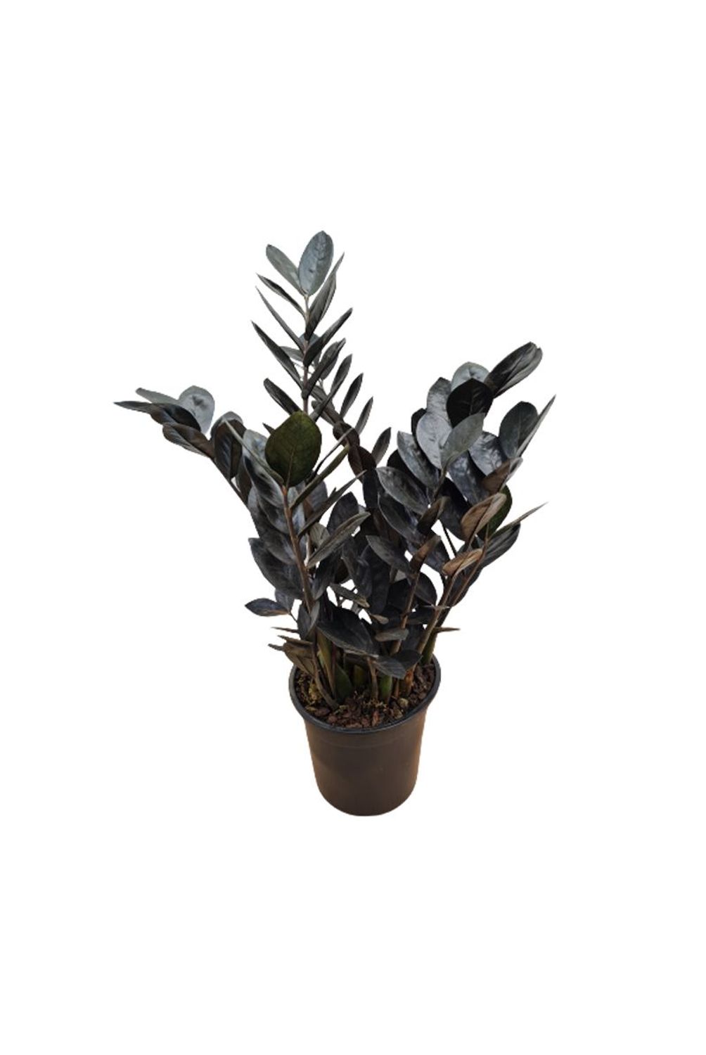 Planta Zamioculcas Black Pote17 | Sodimac