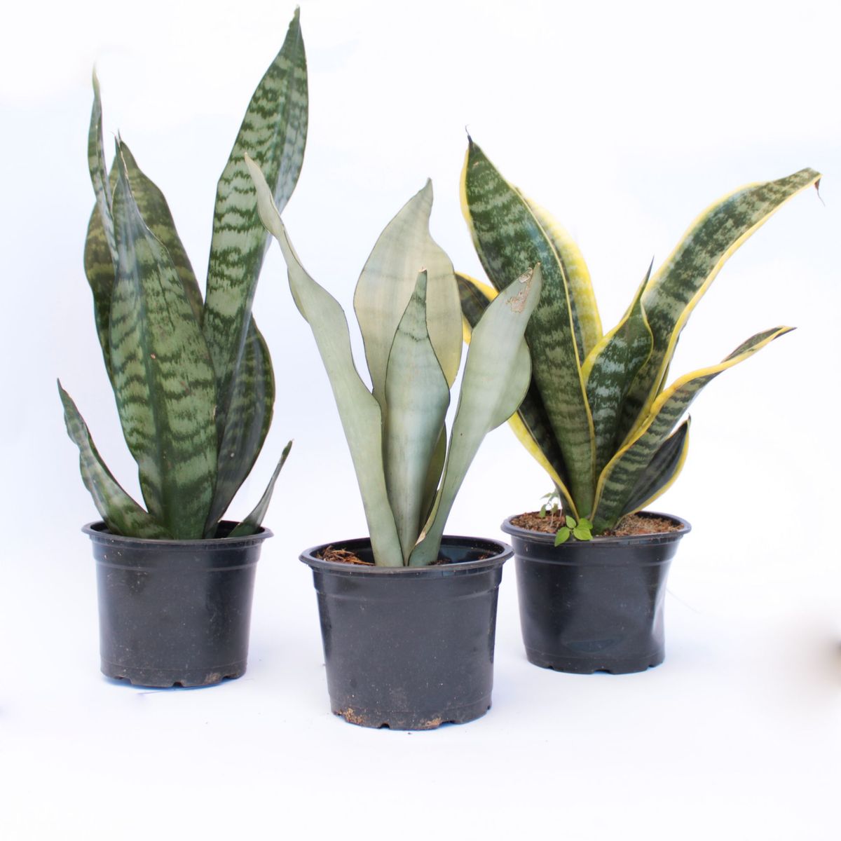 Espada de São Jorge Pote 15 Planta Natural, marca  - Foto Principal