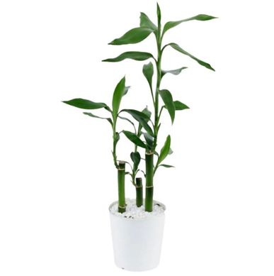 Planta Dracena Bambu da Sorte Pote15