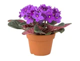 Planta Violeta Pote 15