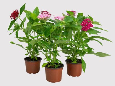 Planta Penta Pote10