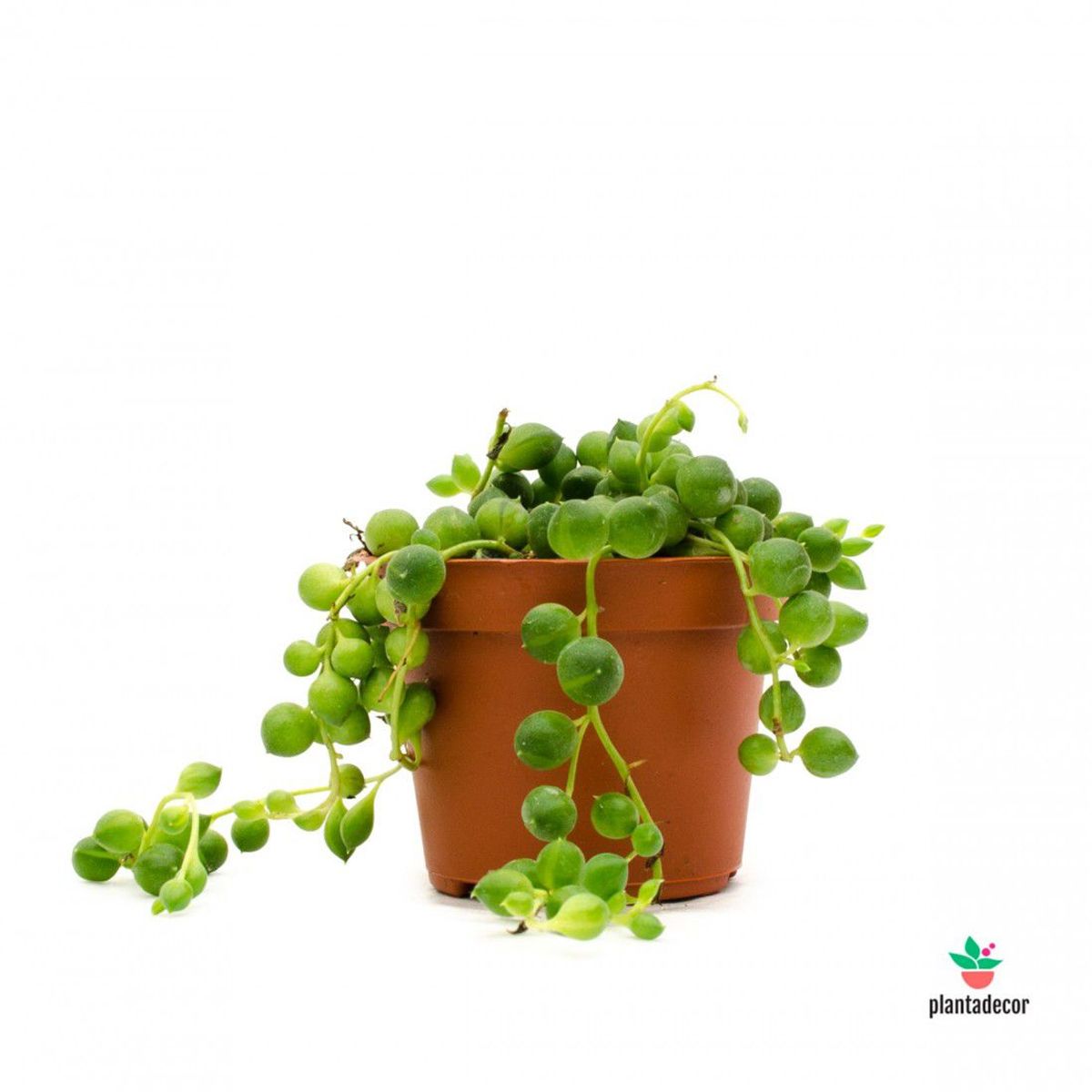 Planta Rosario Pote11, marca  - Foto Principal