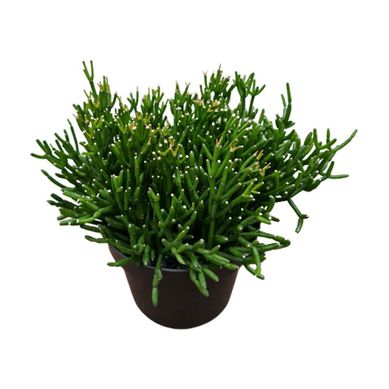 Planta Rhipsalis Liso Pote11