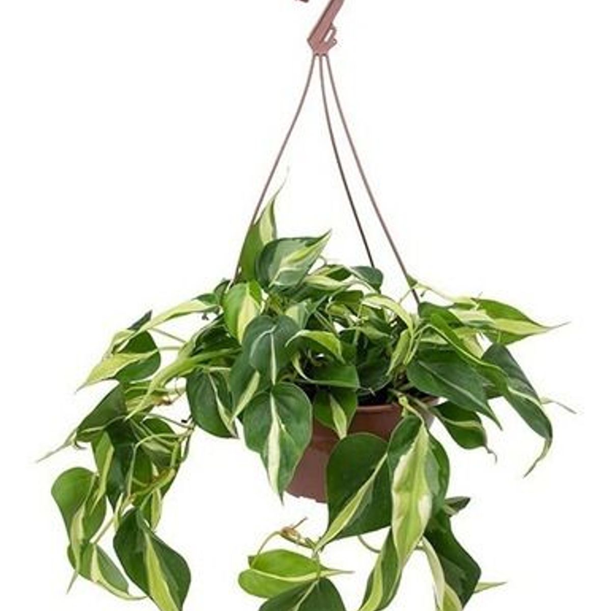 Planta Philodendron Brasil C21 Pendente, marca  - Foto Principal