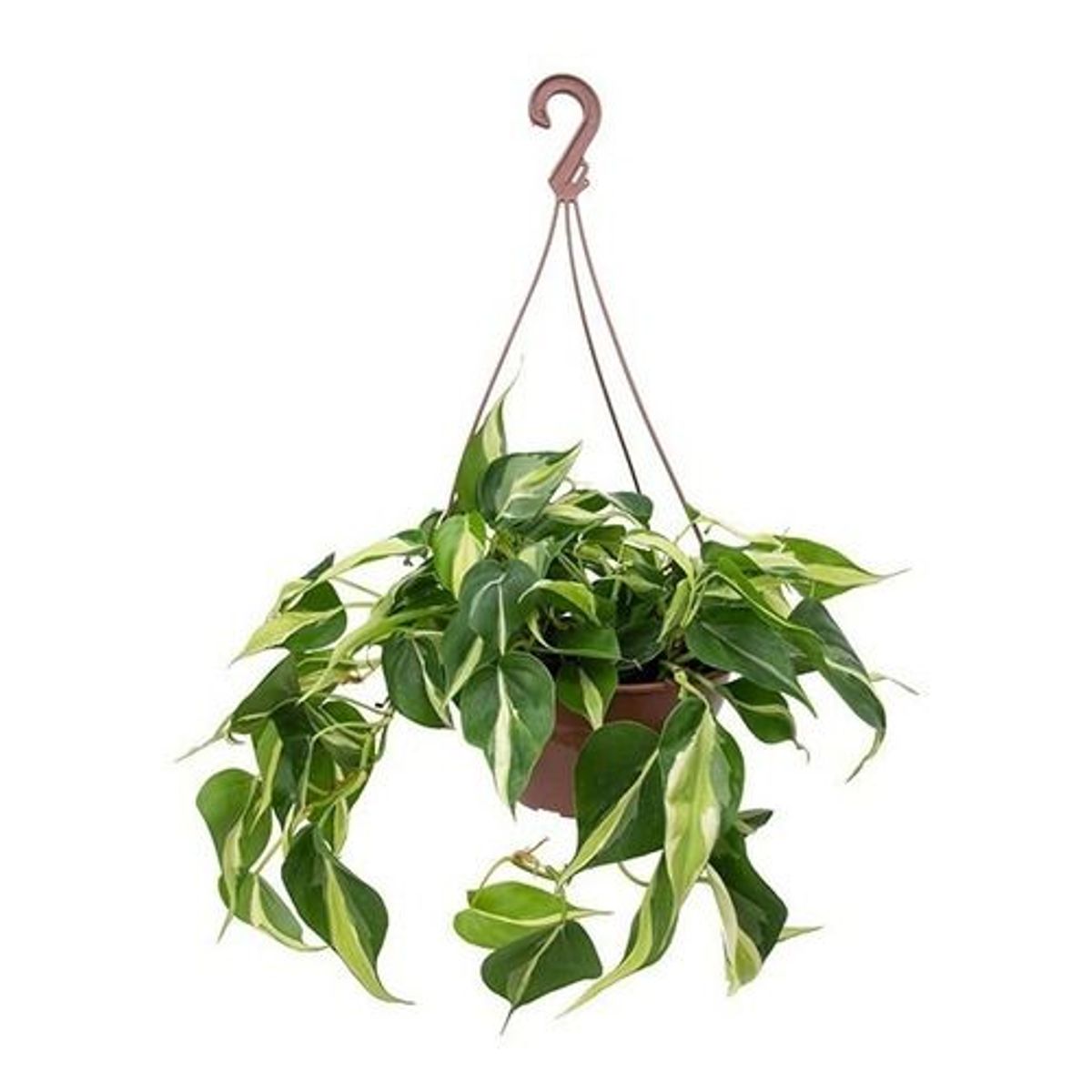 Planta Philodendron Brasil C21 Pendente, marca  - Foto Principal